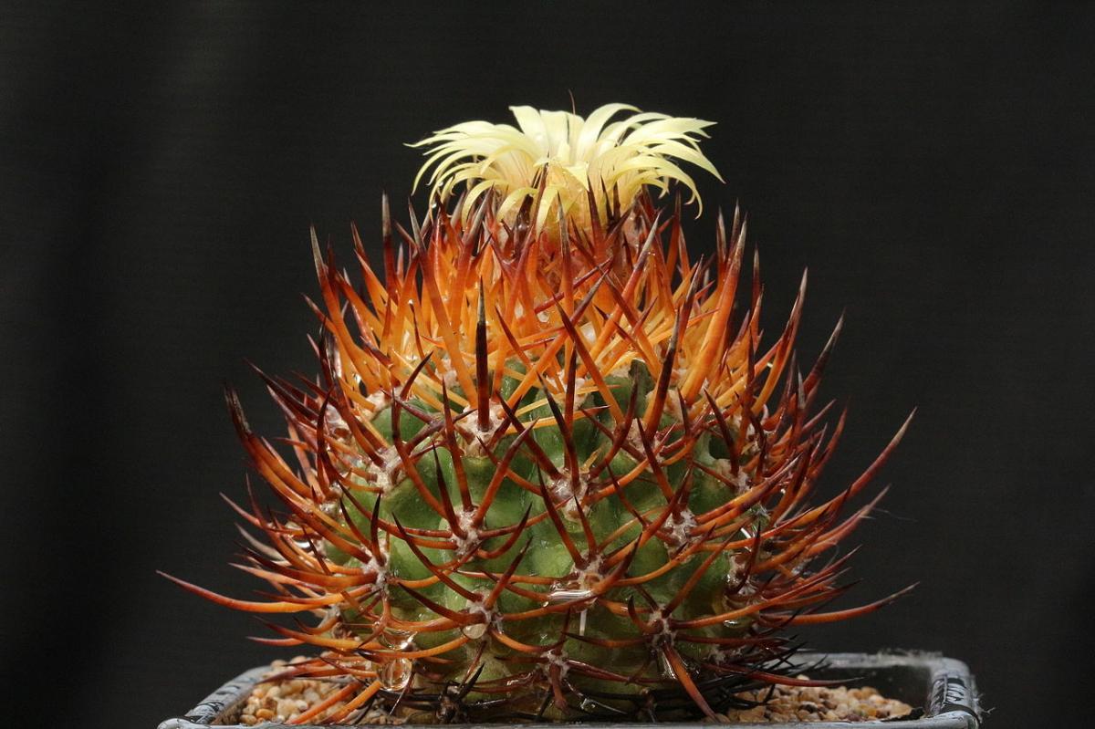 Vista del Erriosyce bulbocalyx en flor