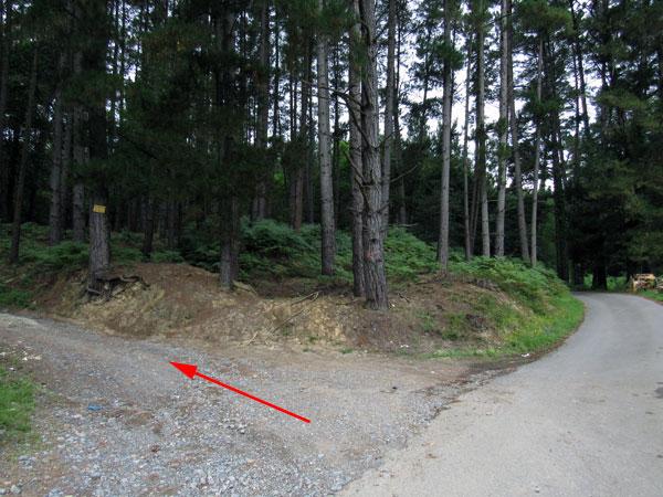 Entramos en el bosque