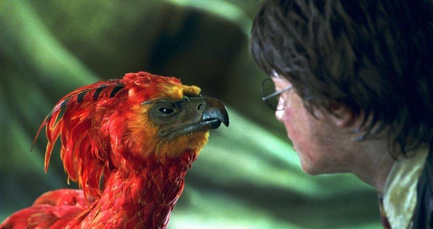 Ave Fénix Harry Potter