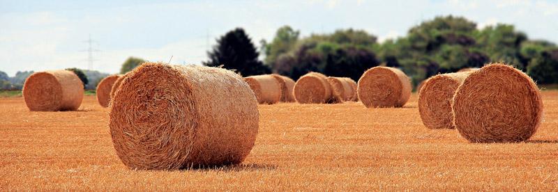 Campo paja