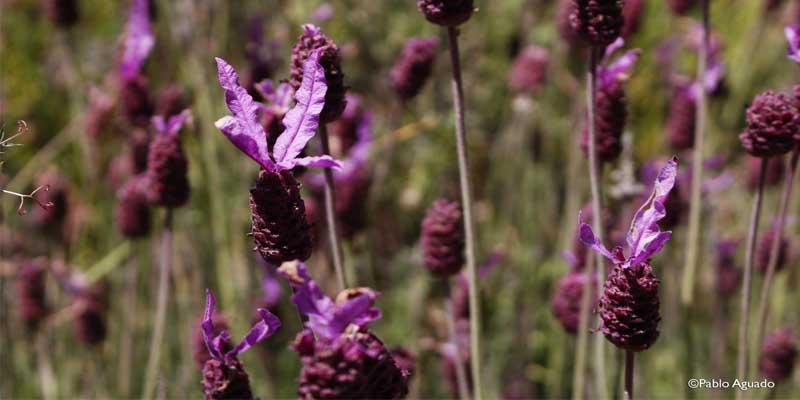 Lavandula pedunculata