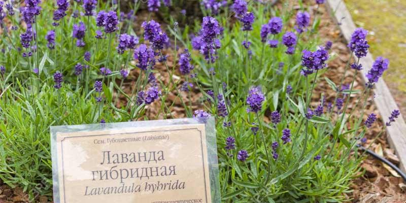 Lavandula hybrida