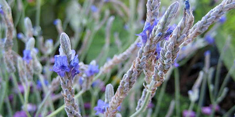 Lavandula multifida