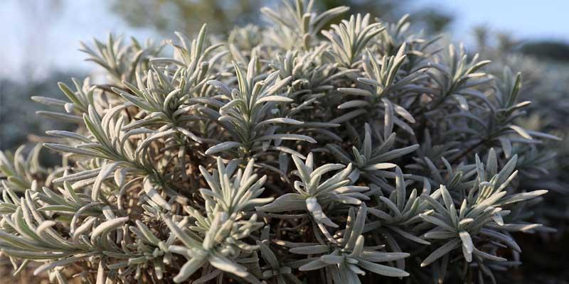 Lavandula lanata