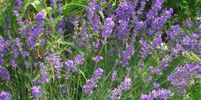 Tipos de lavanda Lavandula angustifolia