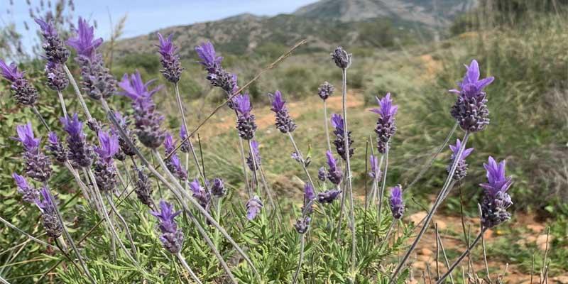 lavandula dentata tipos de lavandas