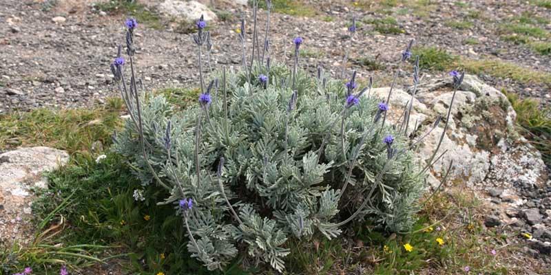 Lavandula pinnata