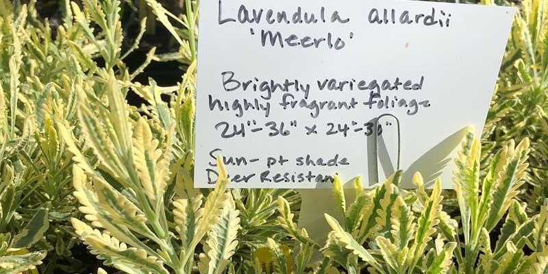 Clases de lavanda Lavandula allardii