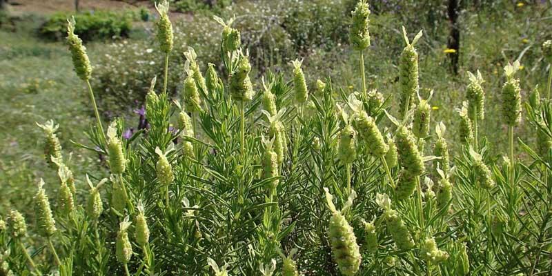 Lavandula viridis