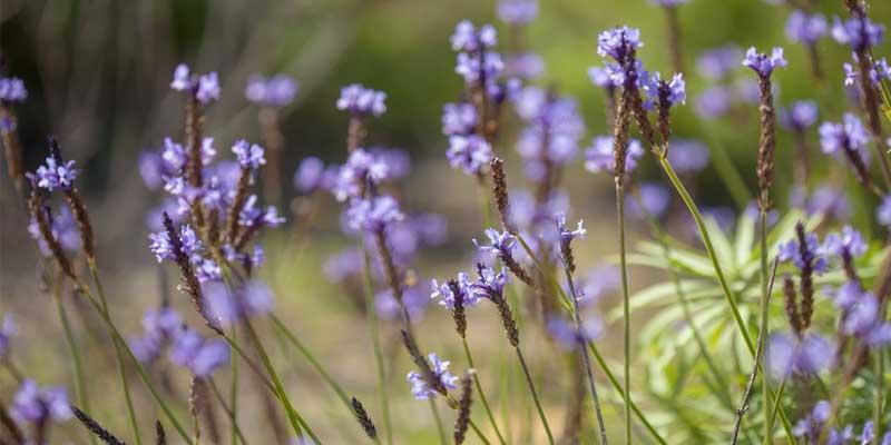 Lavandula canariensis