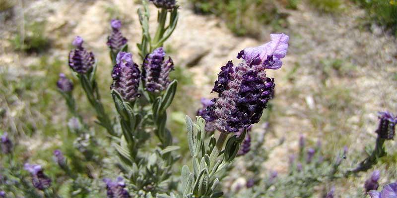 Lavandula stoechas