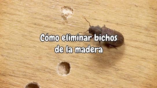 Cómo eliminar bichos de la madera
