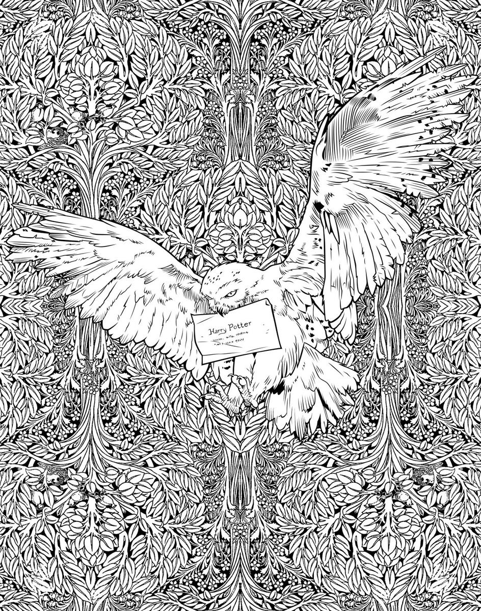 lechuza harry para pintar