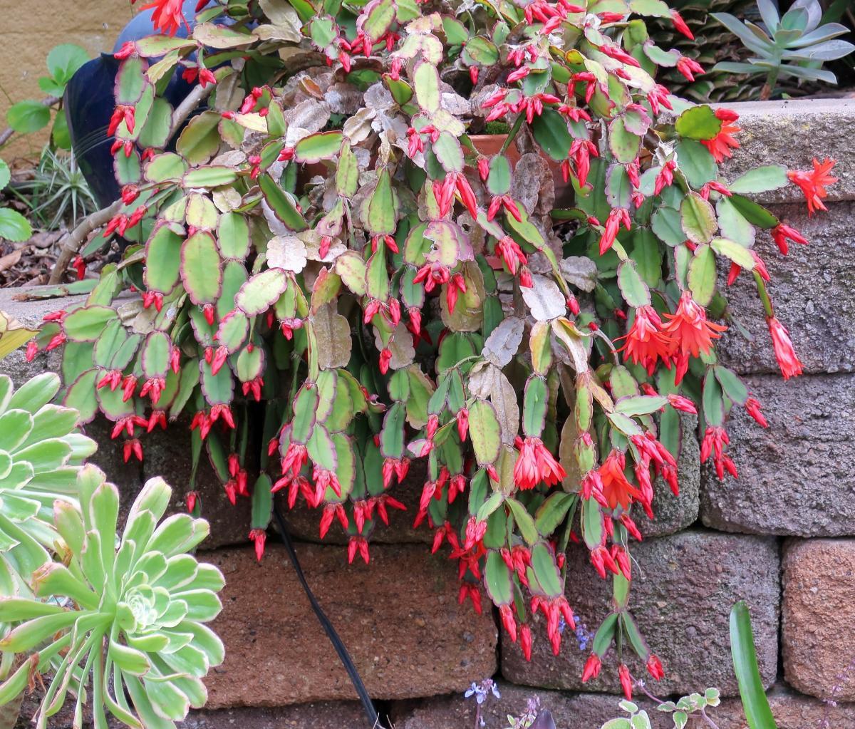 La Hatiora gaertneri se puede cultivar en maceta