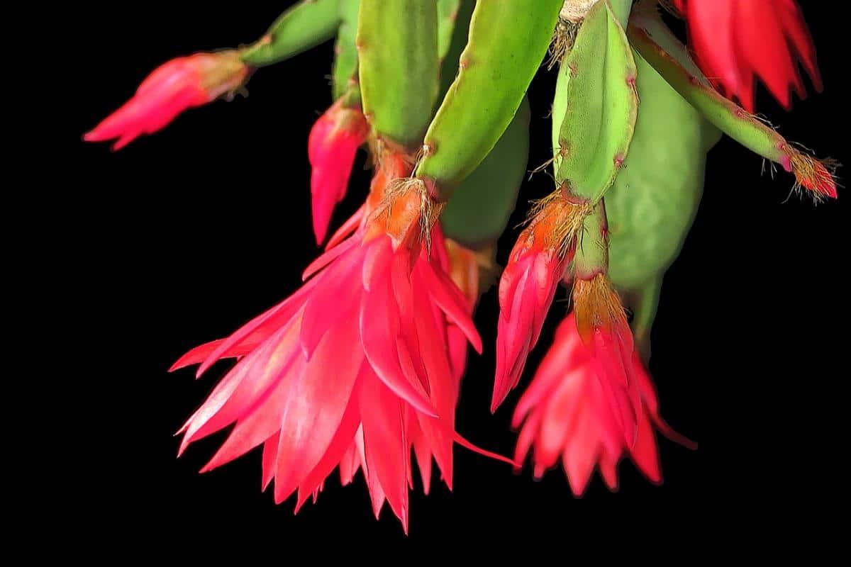Las flores de la Hatiora gaertneri aparecen en primavera