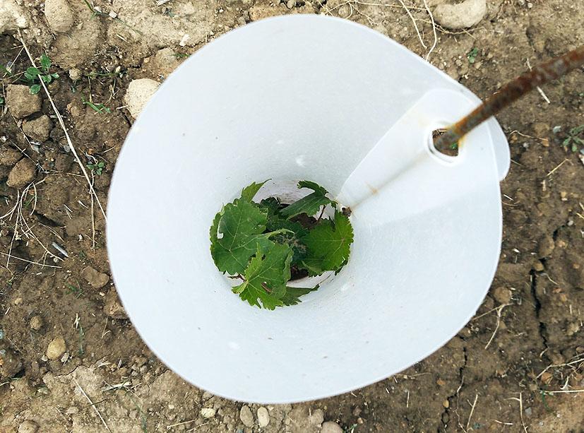 como cultivar vid tubos protectores