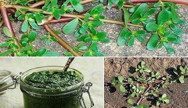 para que sirve la verdolaga