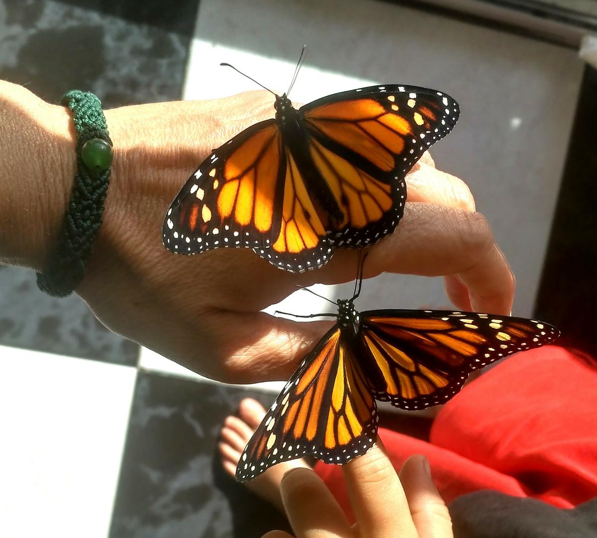 Hembra y macho de mariposa monarca cogidas en manos