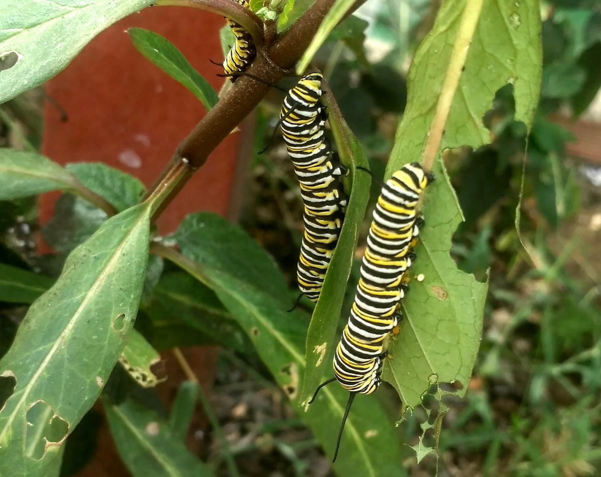 Oruga de mariposa monarca
