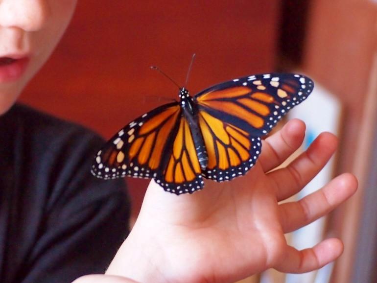 Mano de niño con mariposa monarca posada