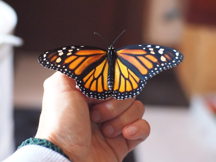 Monarca posada en una mano adulta