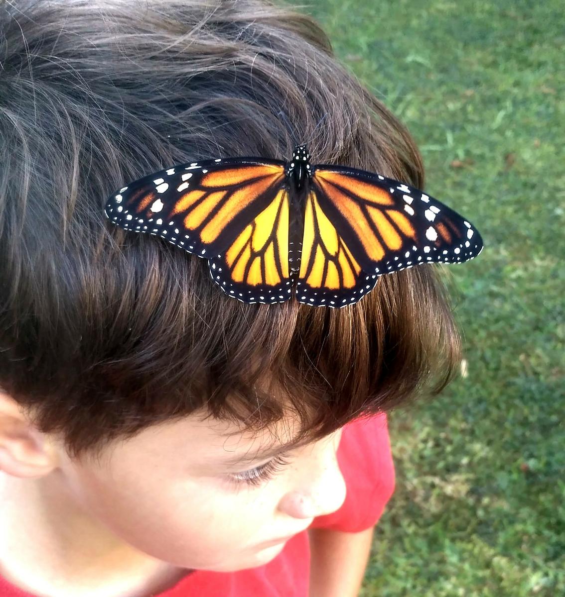 Mariposa en la cabeza de un niño
