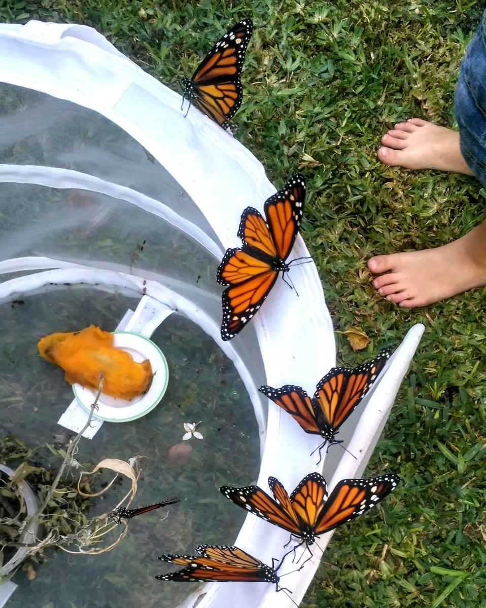 Muchas mariposas que todavía no pueden volar encima de una cesta