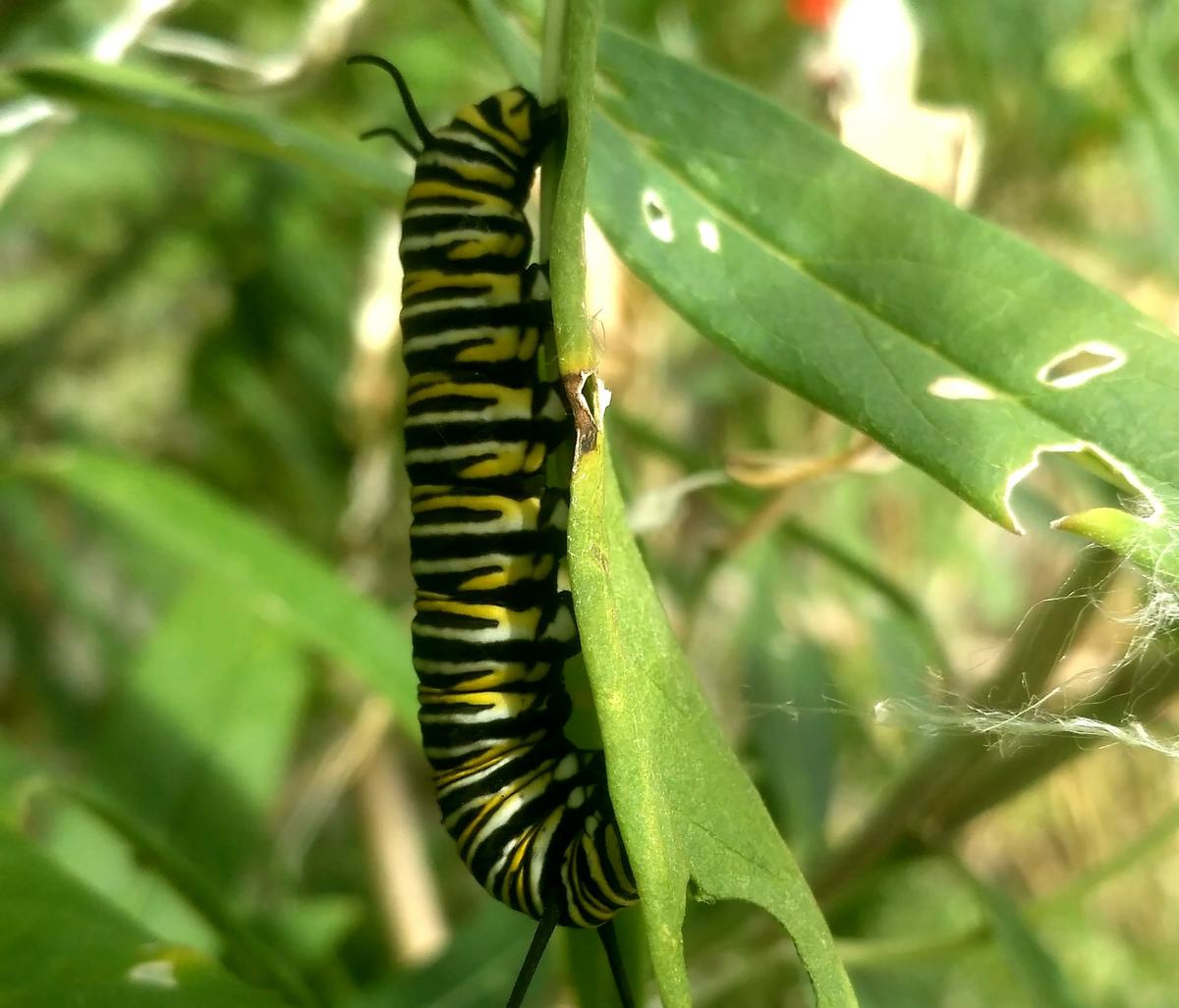 Oruga de mariposa monarca
