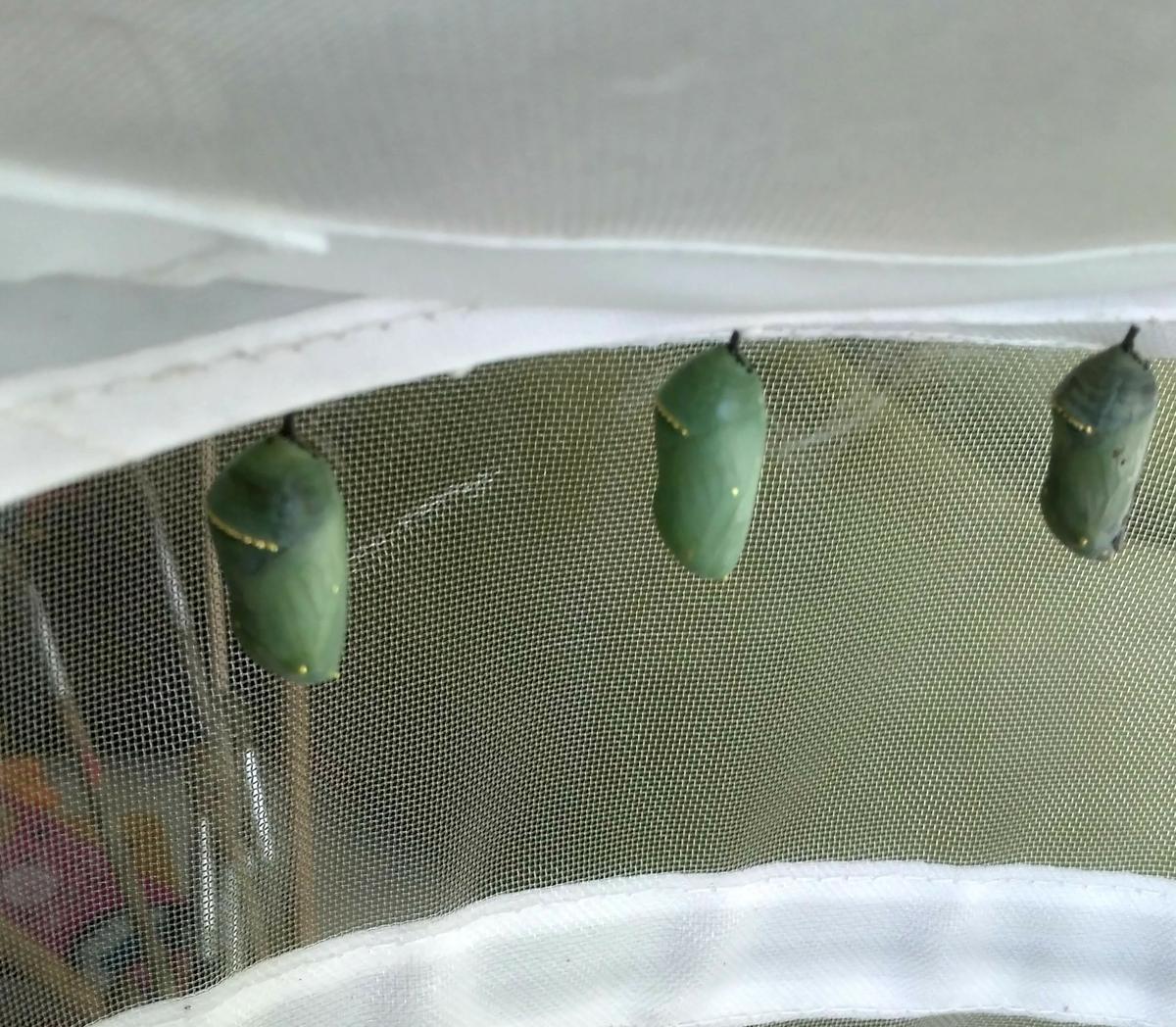 Crisalidas de monarca colgadas de la cesta, algunas se están ya oscureciendo