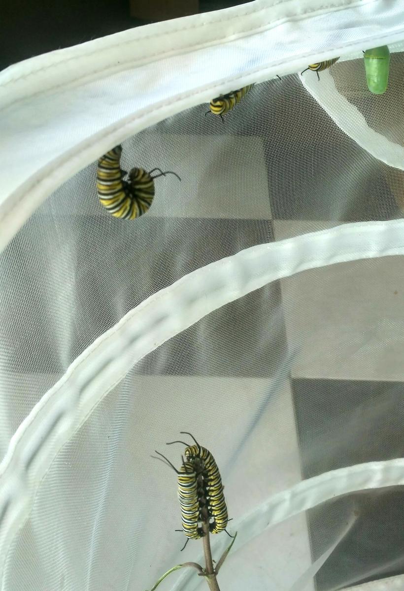 Oruga de monarca colgandose para empezar la transformación