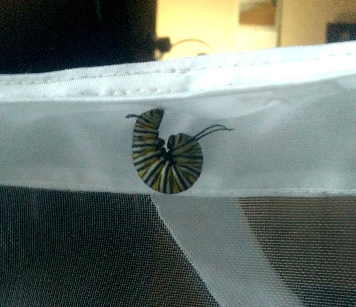 Oruga de monarca colgandose para empezar la transformación