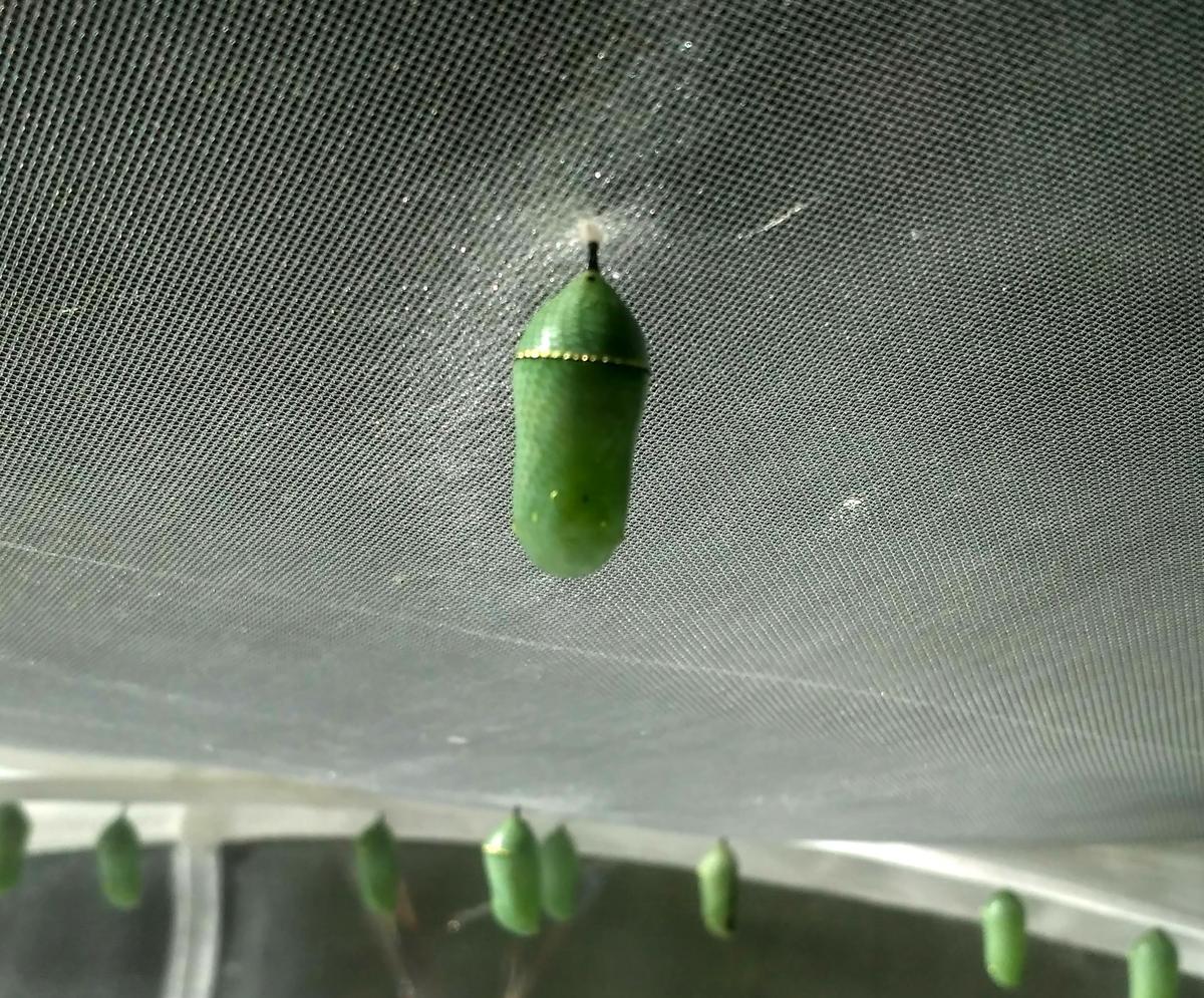 Crisalida de mariposa monarca