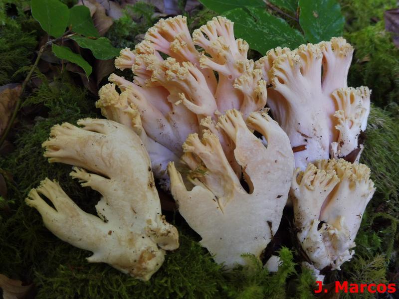 Ramaria neoformosa. Crédito Javier Marcos