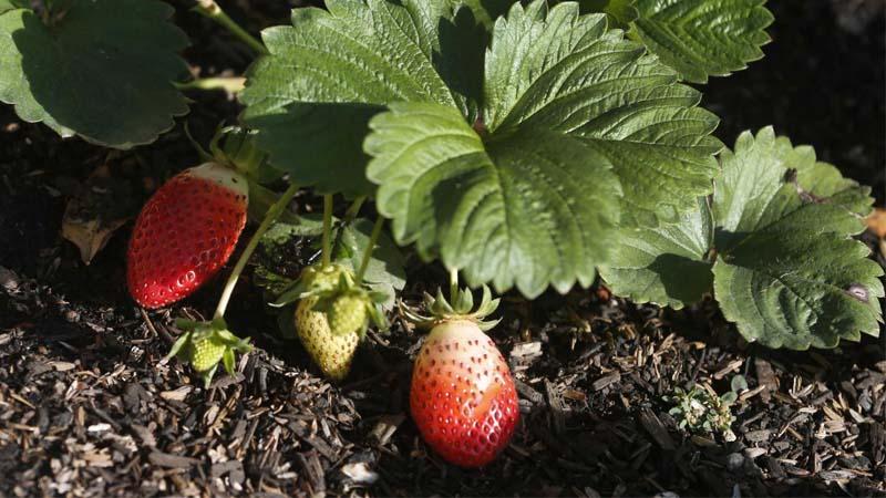 Cultivo de fresa orgánico