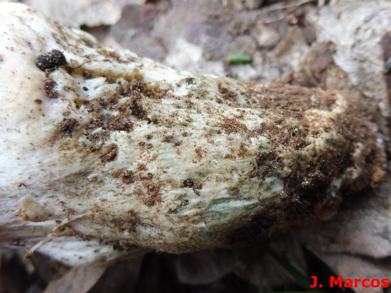Tonos verdes azulados de la base del pie de Tricholoma columbetta. Crédito: Javier Marcos