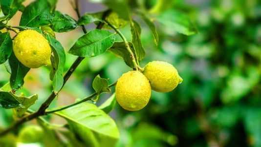como sembrar limon en casa