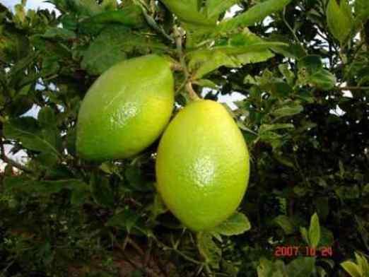 limon sin semillas