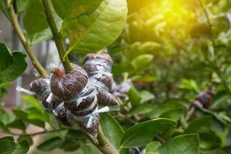 arbol de limon sin semilla cuidados