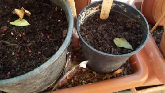 como germinar una semilla de durazno