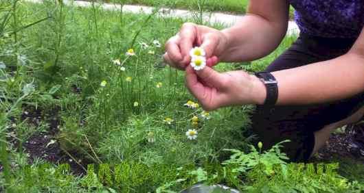 como cultivar manzanilla