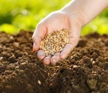 como cultivar manzanilla en casa