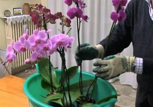 plantar orquideas
