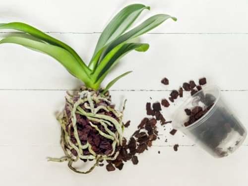 sembrar orquideas en casa