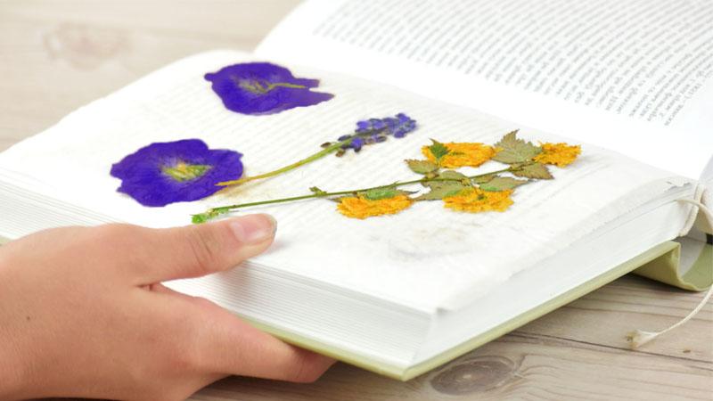 Cómo secar una rosa en un libro