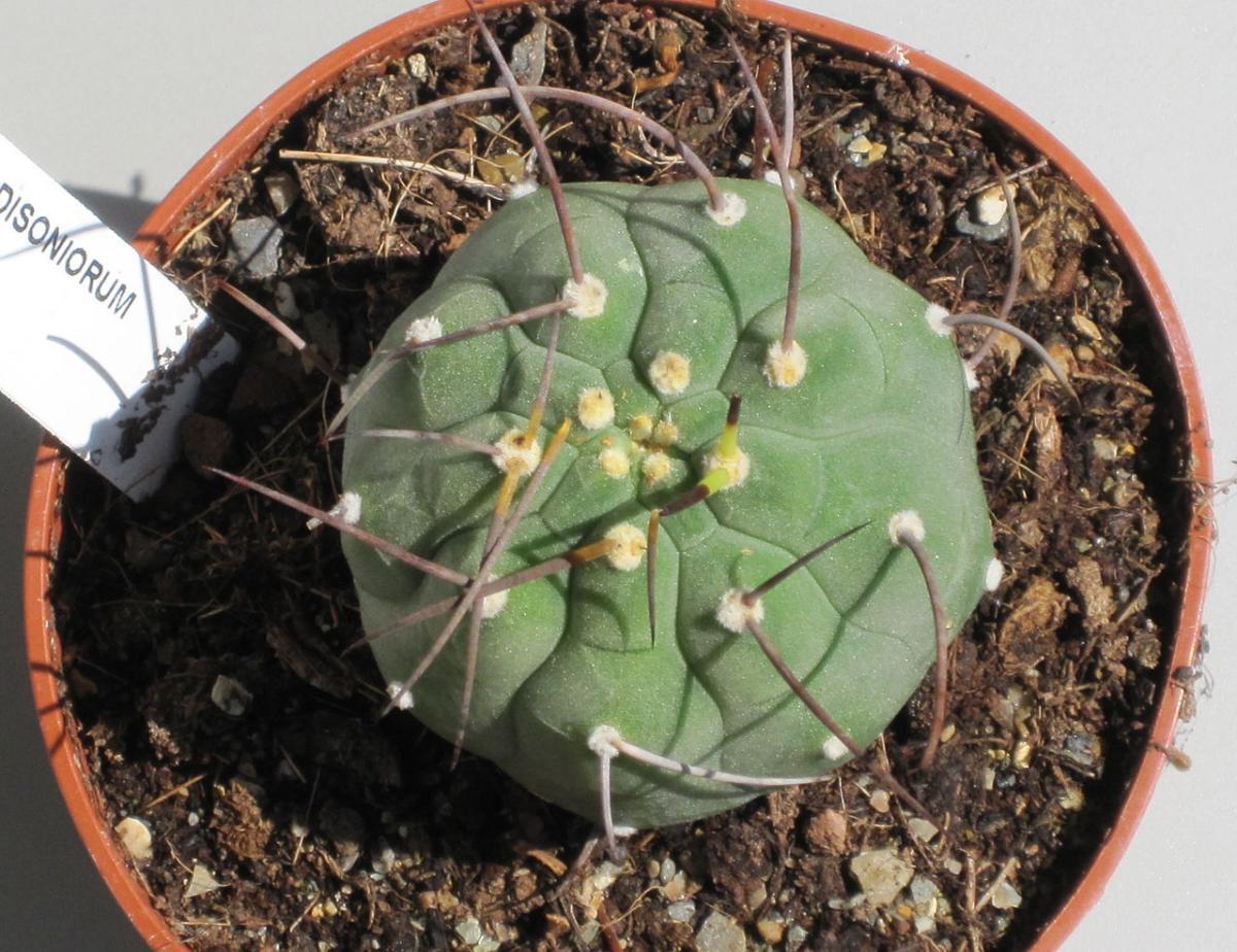 La Matucana madisoniorum es un cactus globoso