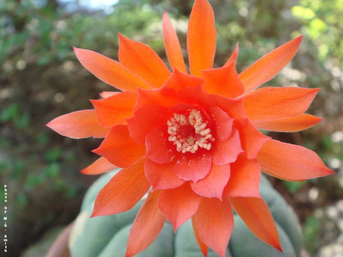 Las flores de la Matucana madisoniorum son rojizas