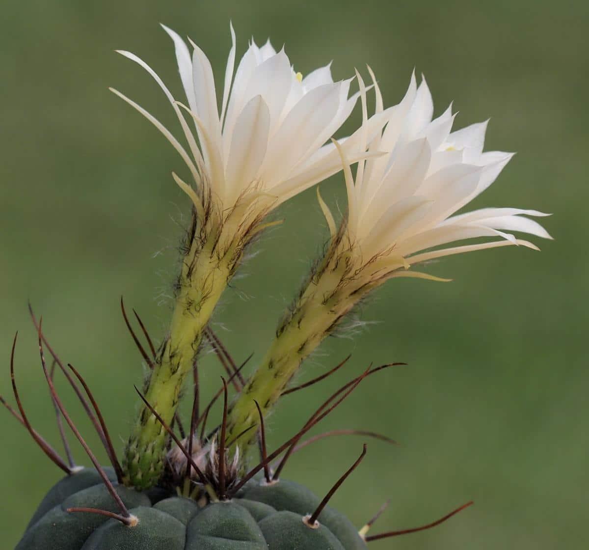 La Matucana madisoniorum puede dar flores blancas
