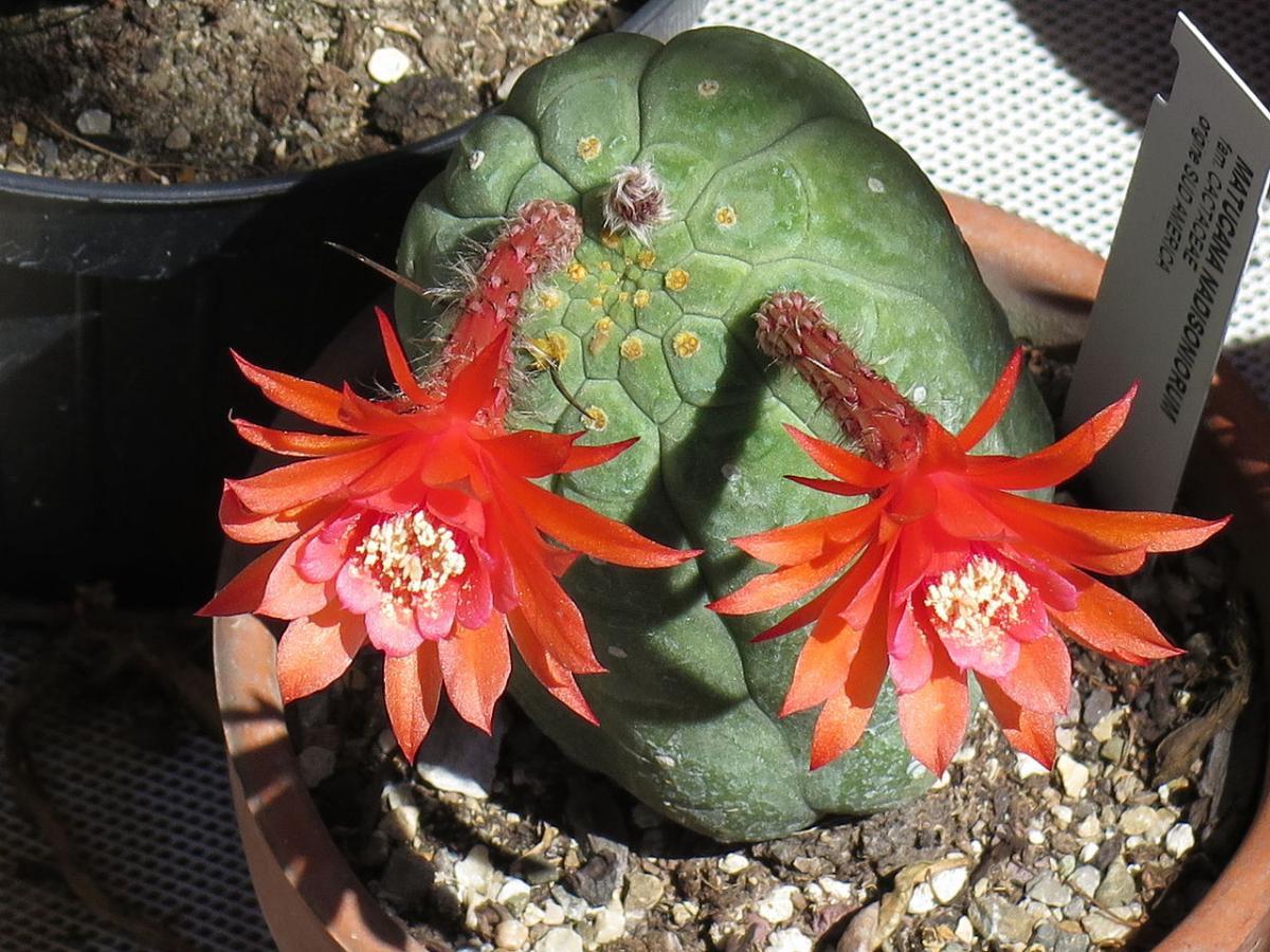 La Matucana madisoniorum es un cactus de lento crecimiento