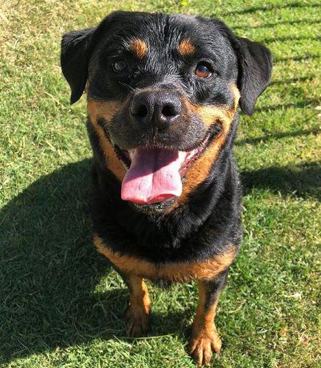 Cómo hacer que un perro deje de ladrar por la noche