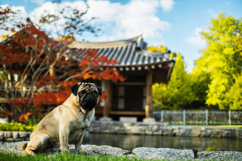 pug china
